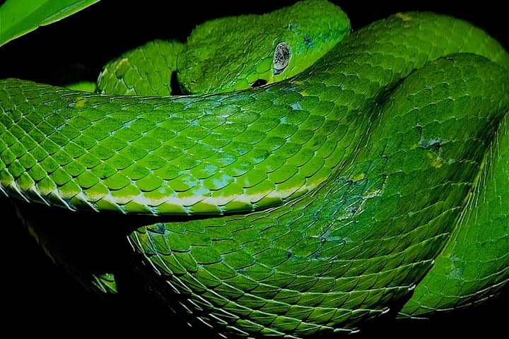 Small Group Wildlife Refuge Monteverde Night Walking Tour