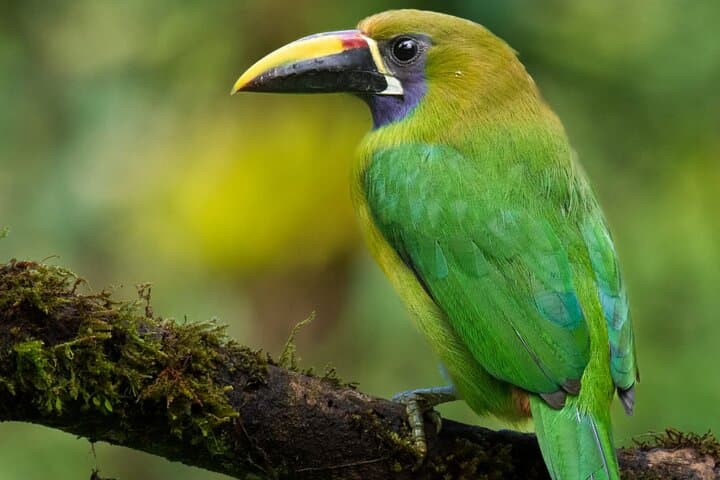 Guided Bird Watching Tour in Monteverde