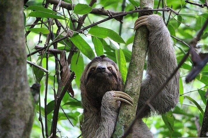 Tortuguero : Spawning Tour + Canoe Tour + Night Jungle Tour