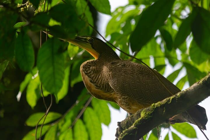 Tour of sloths, exotic birds, frogs.