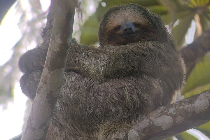 La Fortuna-Breath Taking Sloth Tour & Tortilla Experience!