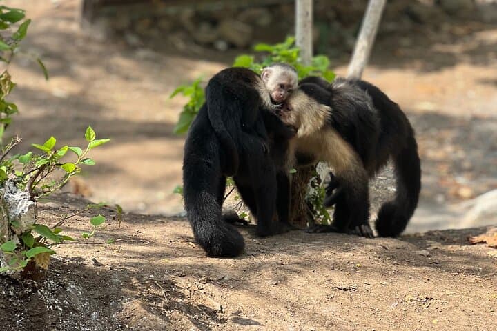 Monkey Crocodile Sloths and Beach Experience