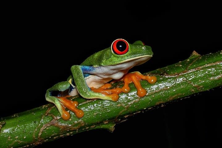 Night Tour La Fortuna
