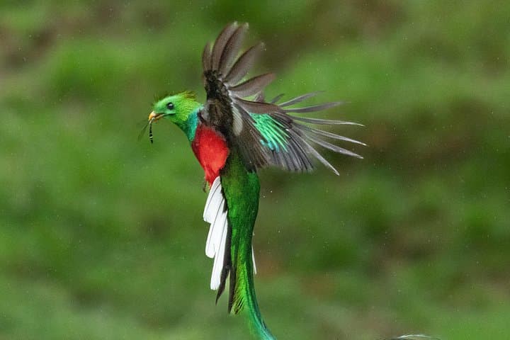 The Quetzal Tour In Monteverde