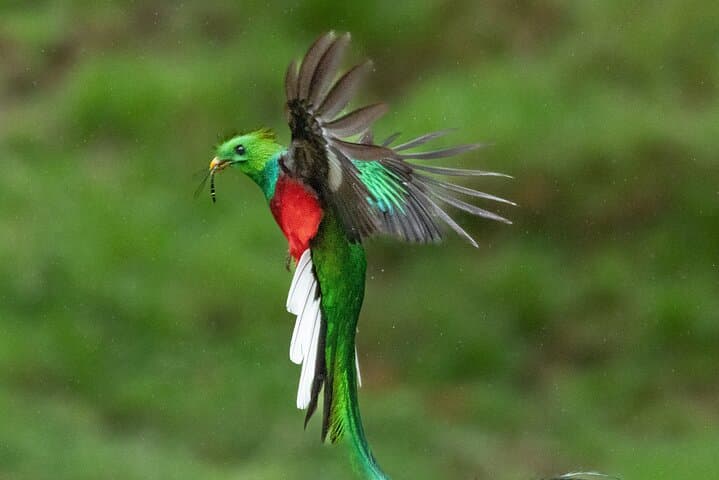 The Quetzal Tour In Monteverde
