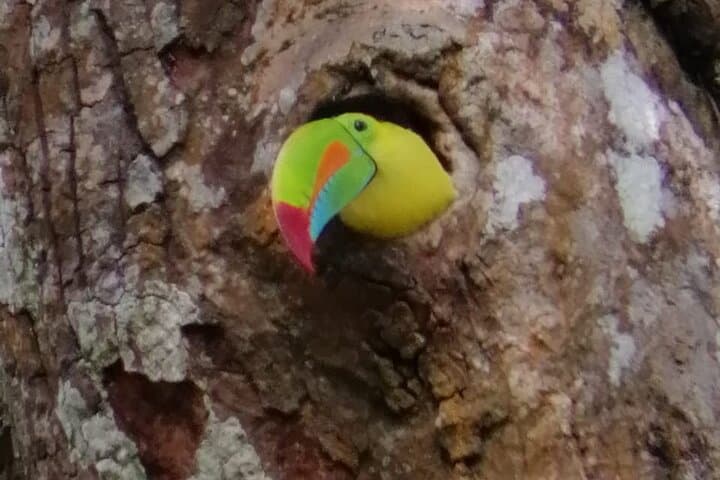 Looking for Toucans