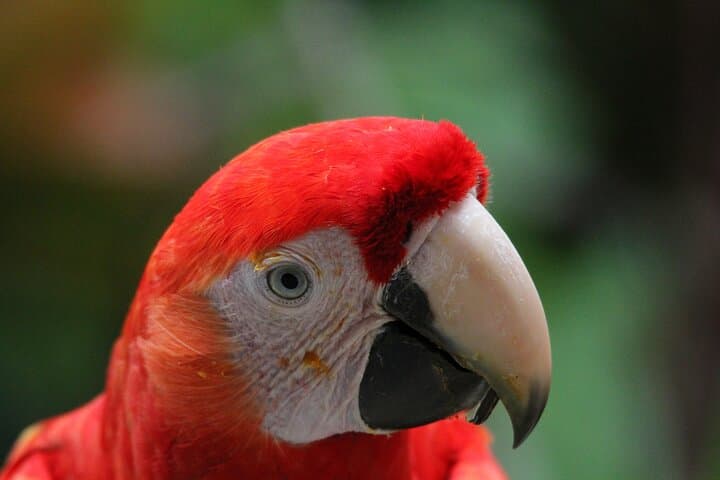 Carara National Park Small-Group Tour