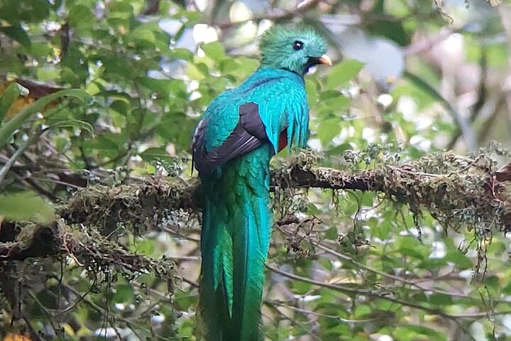 Monteverde Cloud Forest | Guided Tour of Flora & Fauna