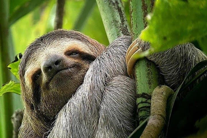 Manuel Antonio National Park Tour for 8 People