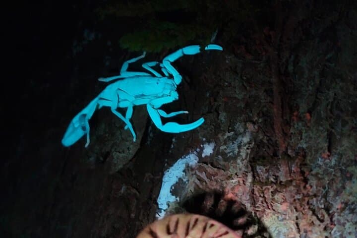 Monteverde Night Walk