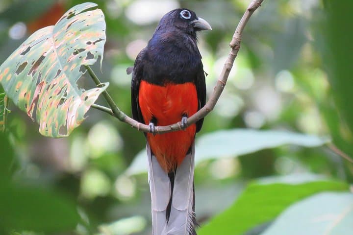 Birdwatching Experience in Los Planes - Drake Bay