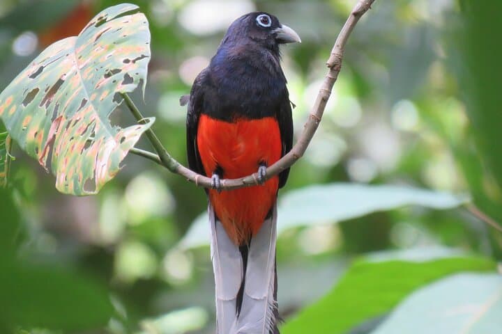 Birdwatching Experience in Los Planes - Drake Bay