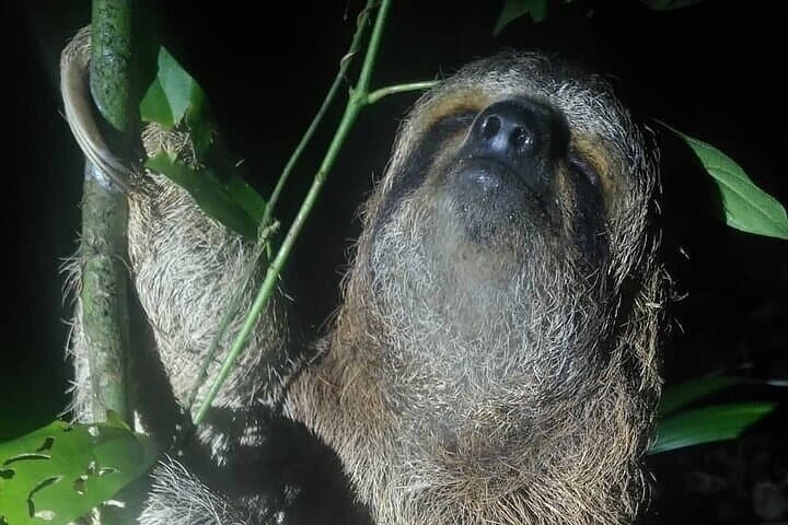 Night Walk Manuel Antonio Tour