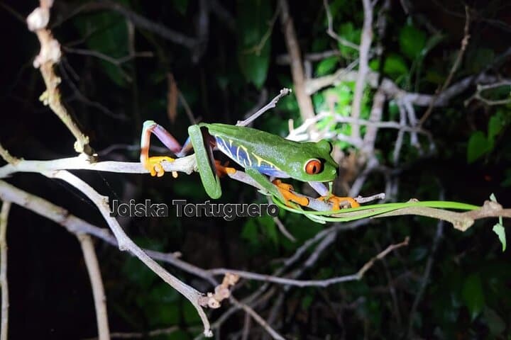 2 Hour Tortuguero Night Tour