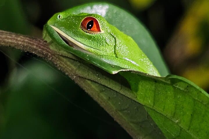 Jungle Night tour in Tortuguero : Wildlife and Adventure.
