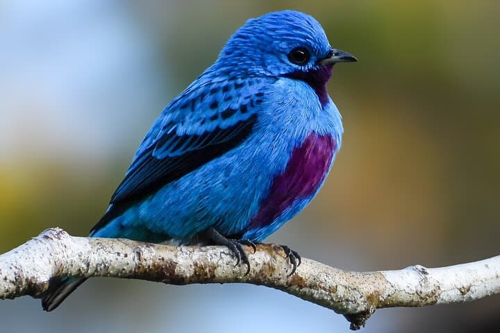Photography and bird watching experience in Esquipulas