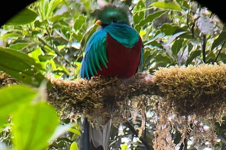 Guided Hike in the Monteverde Cloud Forest