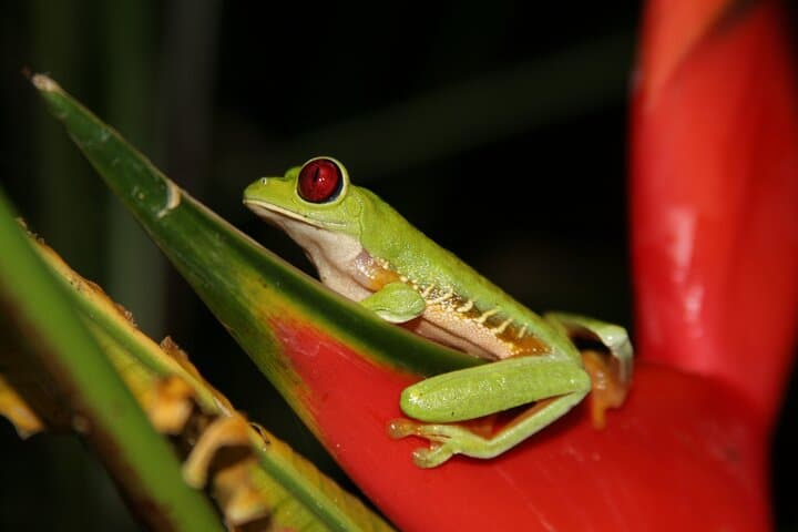 Jungle Night Walk in Manuel Antonio