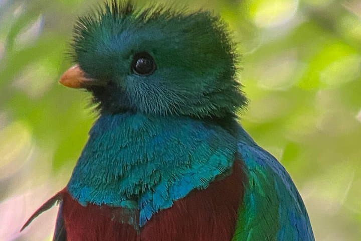 Monteverde Cloud Forest Preserve Tour
