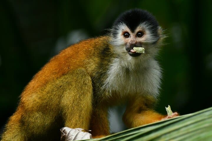 River and Mangrove Tour in Sierpe — book in Costa Rica