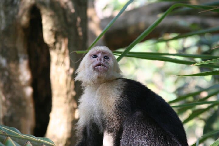 Explore Manuel Antonio National Park with Expert Guide