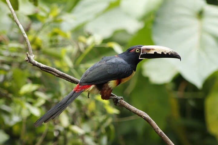 Animal Watching Tour with Biologist near La Fortuna