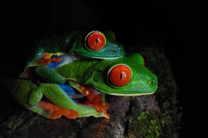 Arenal Night Hike - Snakes, Frogs & Wildlife