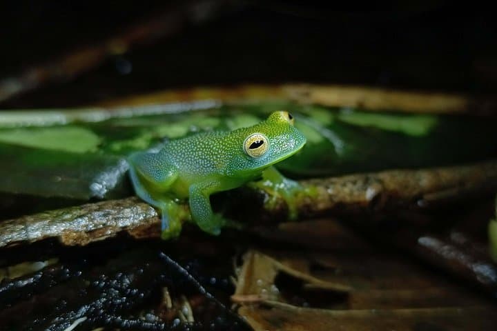 Night tour La Fortuna