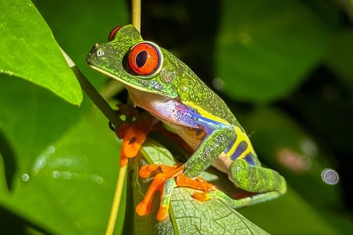 Tortuguero Night Walk - Spot Frogs, Sloth & Wildlife