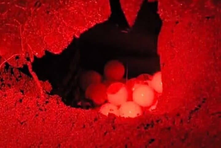 Night tour. Sea turtle nesting