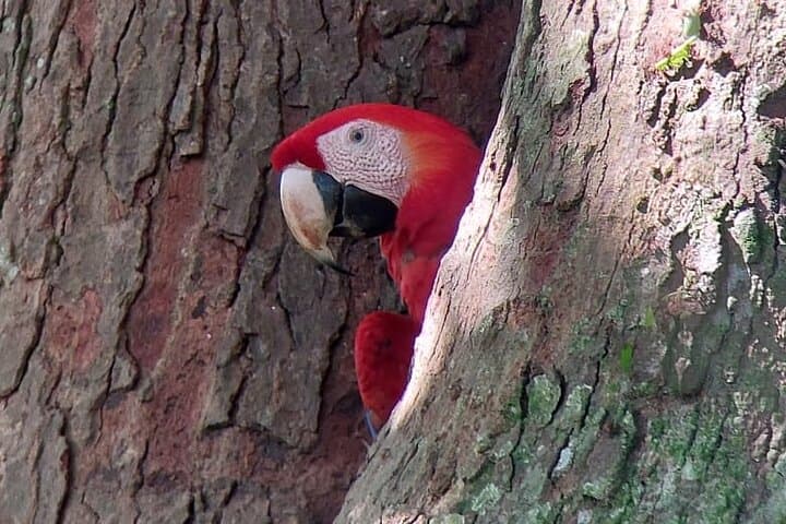 Carara National Park Private Tour