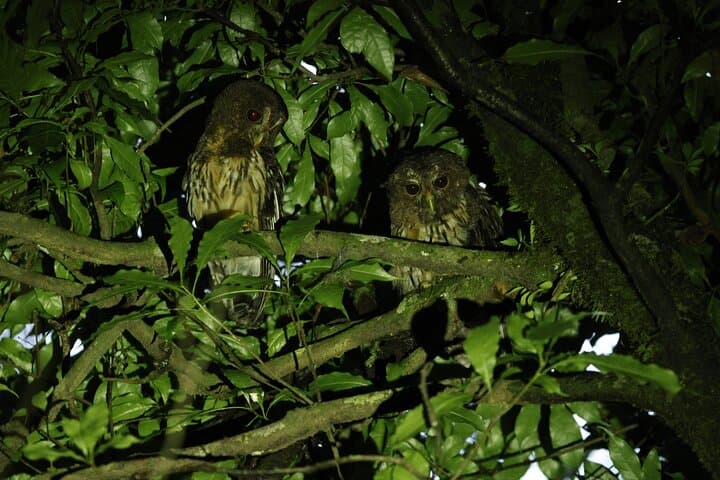 Monteverde Night Tour at Oktari Monteverde Park