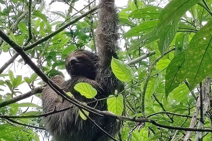 Tamarindo Sloths, Hot Springs, and Lunch: Private Tour