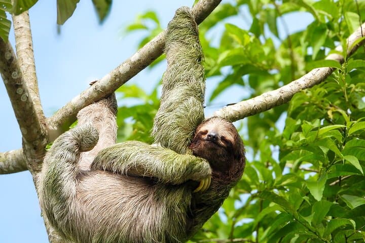 Manuel Antonio National Park Group Tour Wildlife and Beach Day