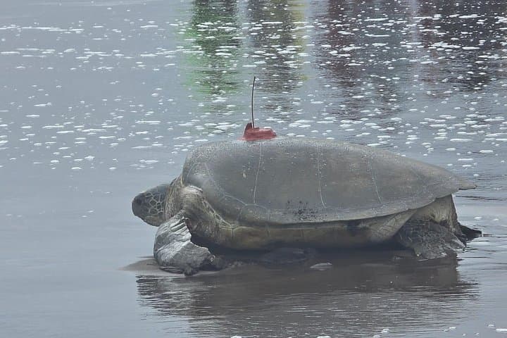Green Sea turtle nesting Experience in Tortuguero!