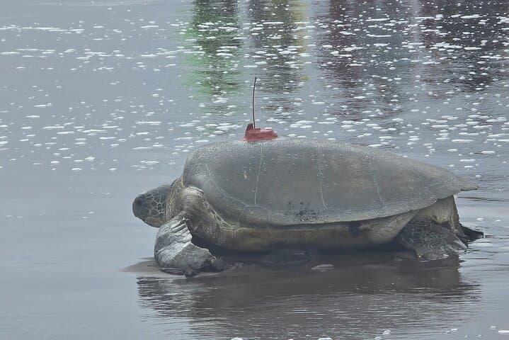 Green Sea turtle nesting Experience in Tortuguero!