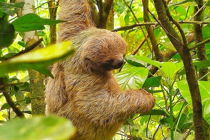 Sloth tour, Coffee, Chocolate and Tons of Wildlife — book in Costa Rica