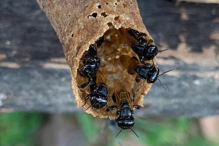 La Fortuna: Native stingless bees tour and healing honey tasting