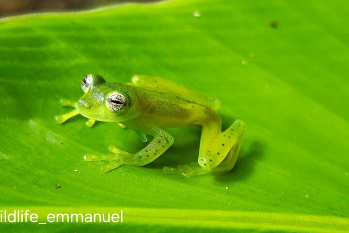 Night Hike in the Monteverde Forests