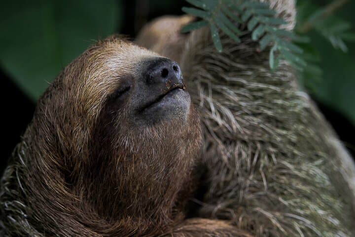 The Best Sloth Watching Tour in La Fortuna