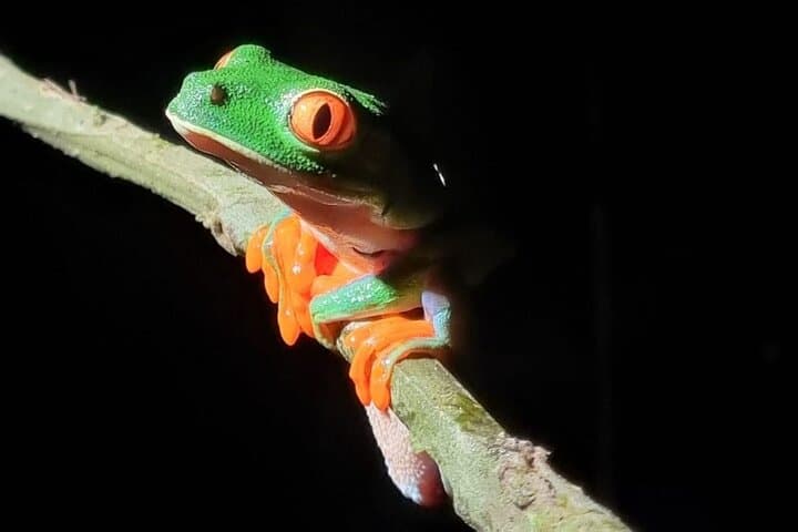 Tortuguero Night Walk with Local Guides