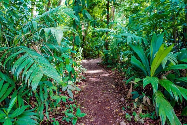 Self Guided Rainforest Hike at Monkey Park