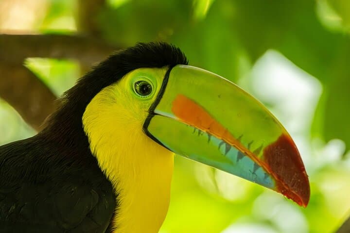 Guided Birdwatching Activity in Braulio Carrillo, Costa Rica