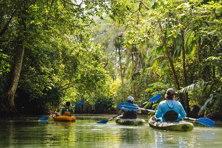 Mangrove Kayak