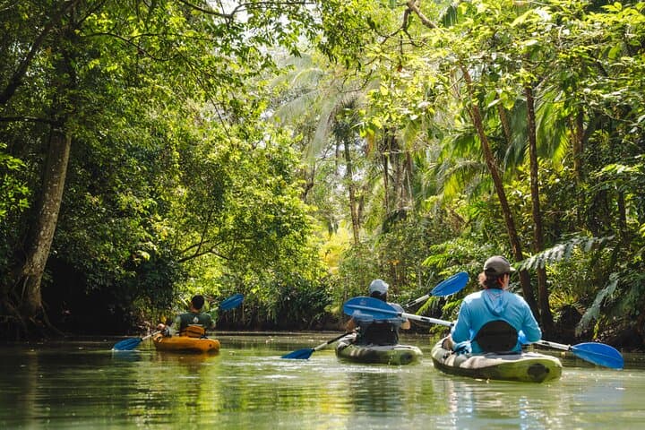 Mangrove Kayak