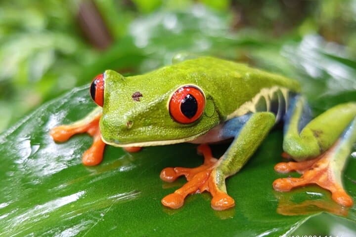 Rainforest Wonders, waterfall & Only walkable live crater