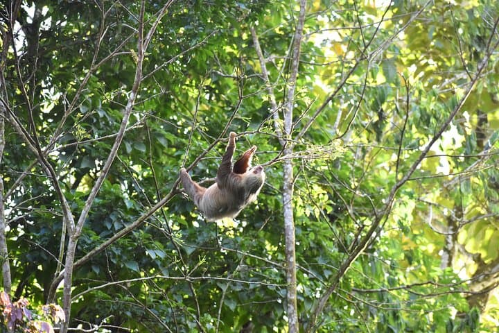 Peñas Blancas River: Wildlife Safari Experience by Raft