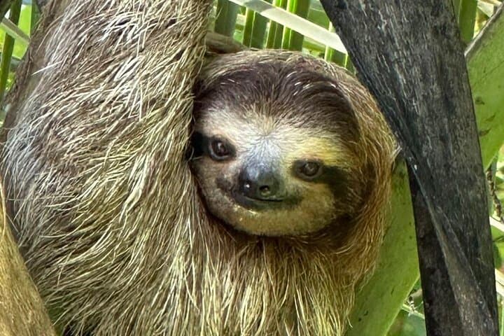 Puerto Viejo Amazing Sloth Watching Tour