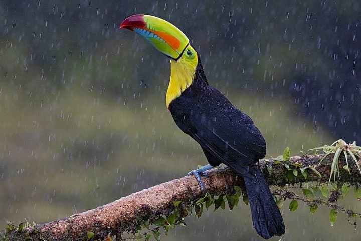 San Luis Ecological Farm Birding Tour.