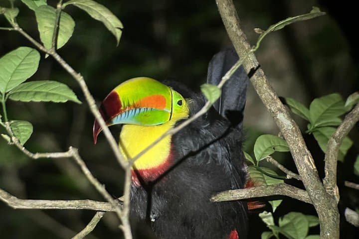 Amazing Nigth Tour at Monteverde Refuge